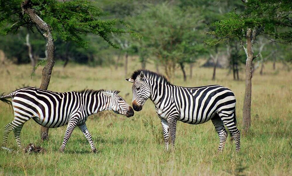 Zebras im Lake Mburo National Park