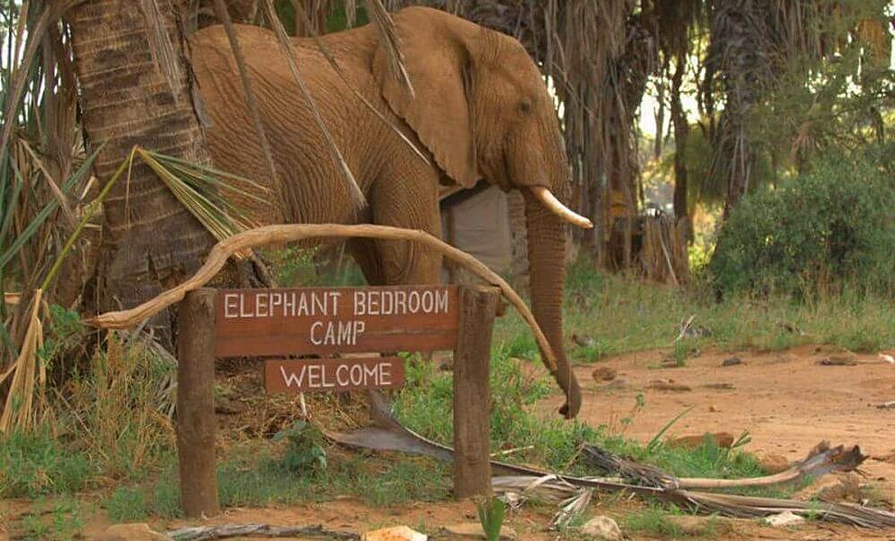 Schon wieder Besuch im Elephant Bedroom Camp...