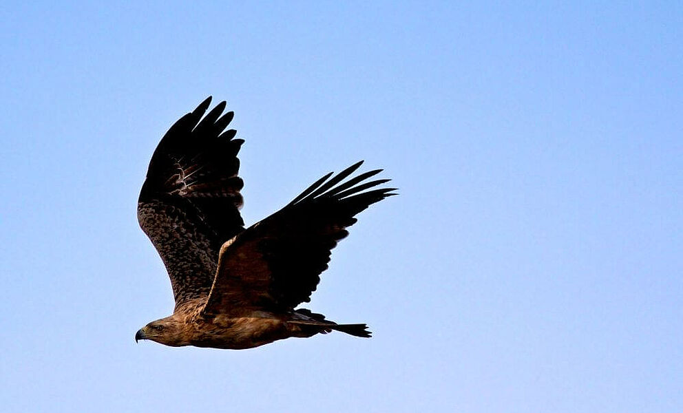 Vogelwelt im Nkasa Rupara Nationalpark