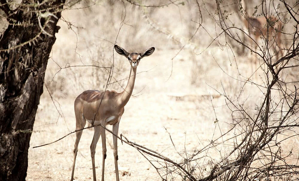 Gerenuk Antilope