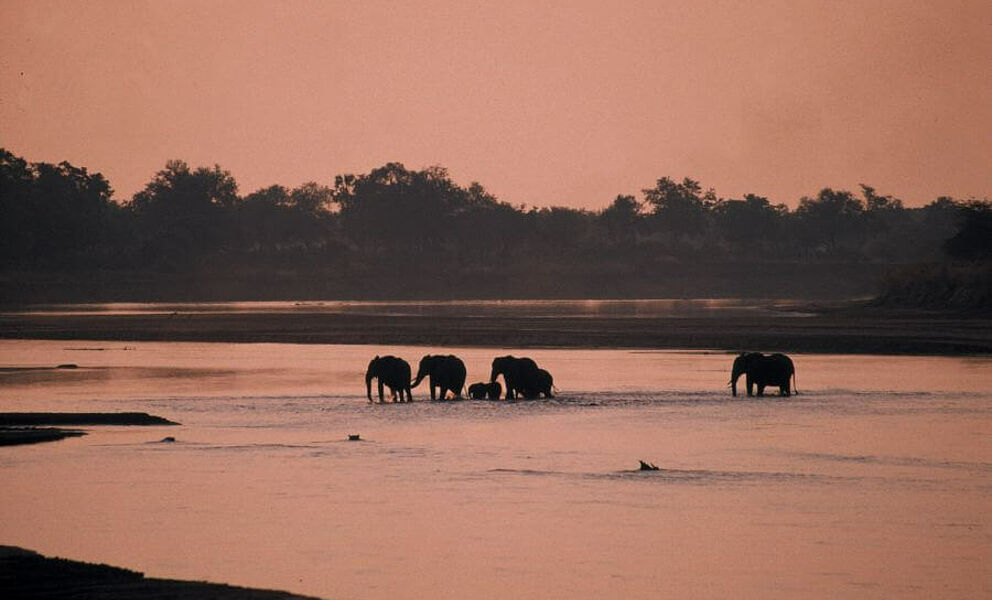 Elefanten durchqueren den Luangwa River 