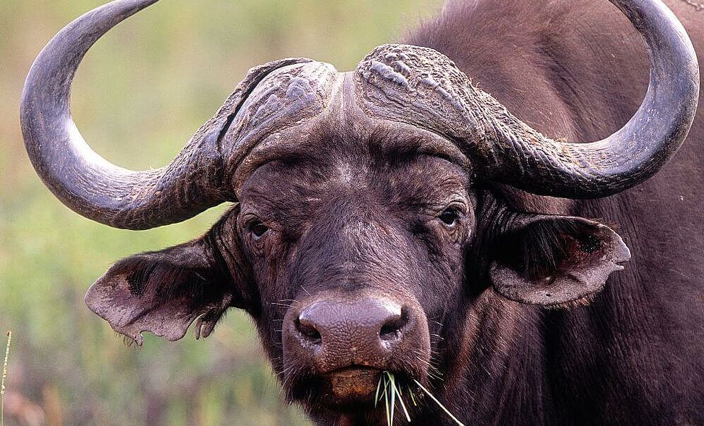 Büffel im Welgevonden Game Reserve