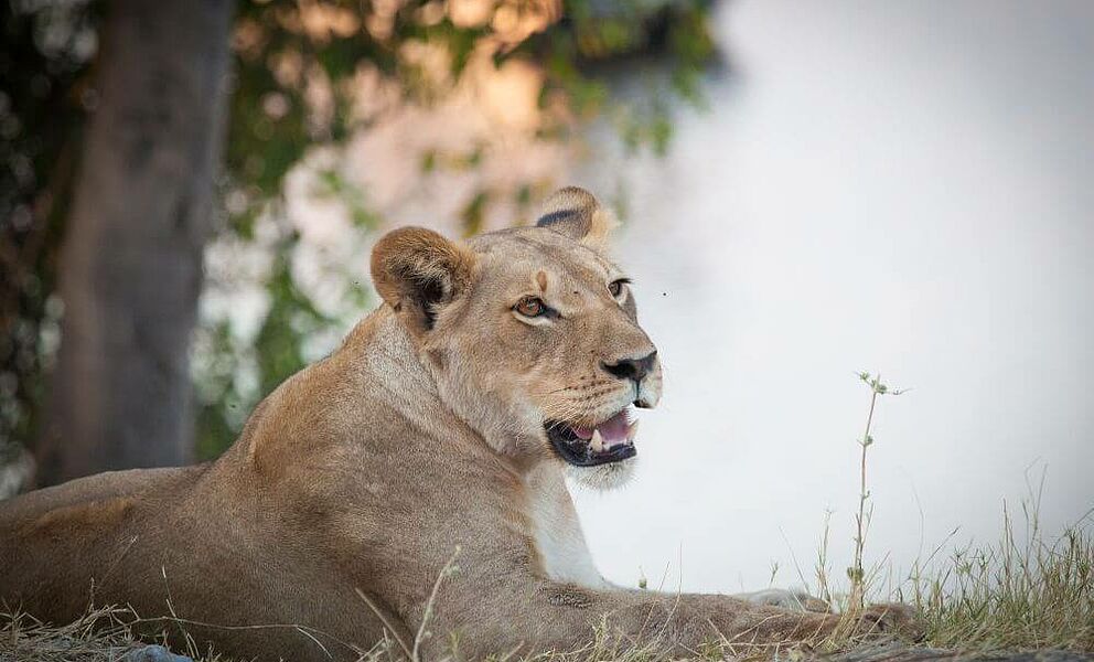Löwe im Chobe National Park in Botswana