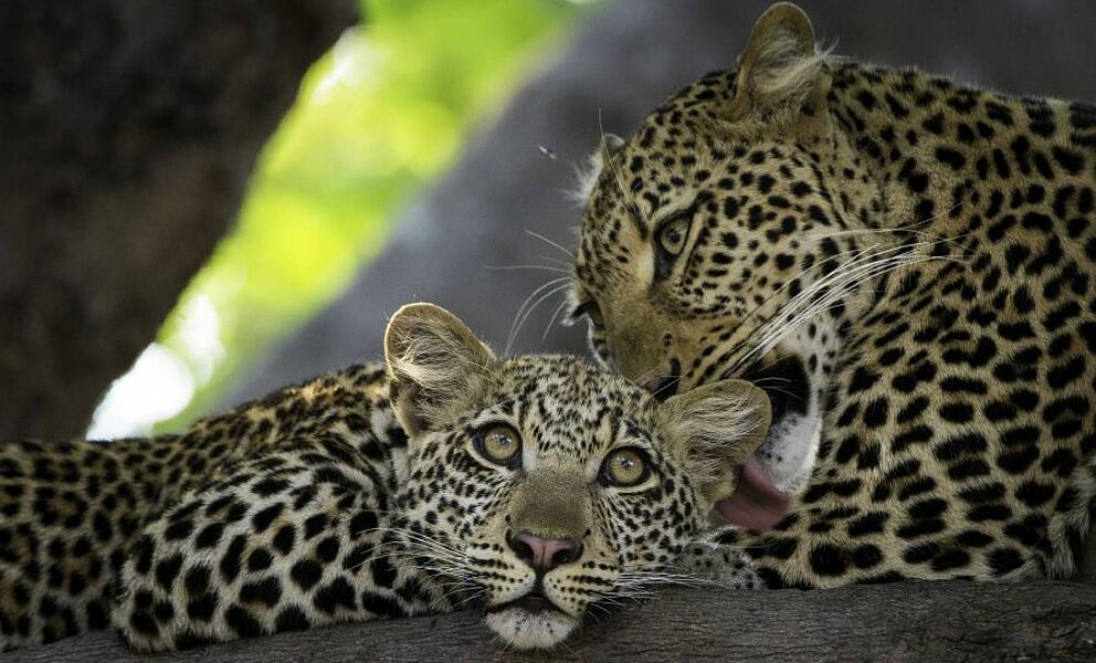 Leoparden im South Luangwa National Park