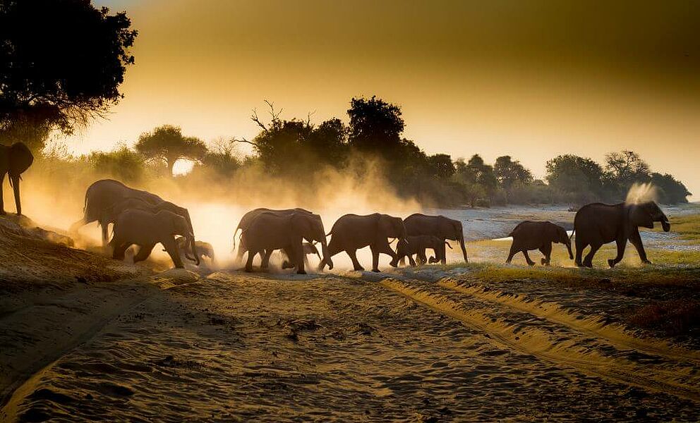 Große Elefantenherden im Chobe National Park in Botswana