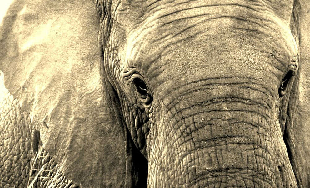 Elefant im Private Game Reserve