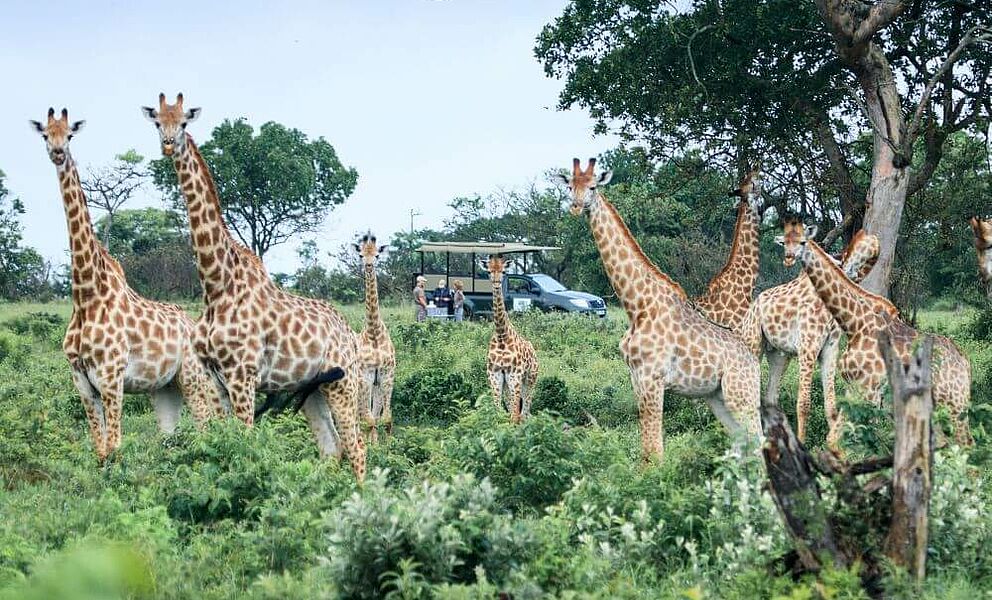 Giraffen im iSimangaliso Wetland Park
