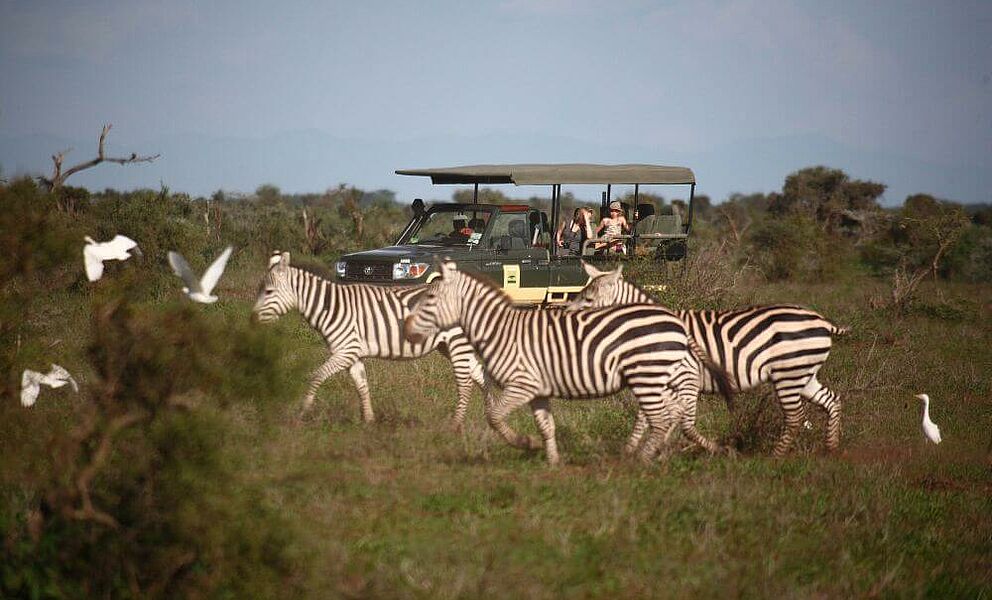 Auf Pirsch im Amboseli Nationalpark