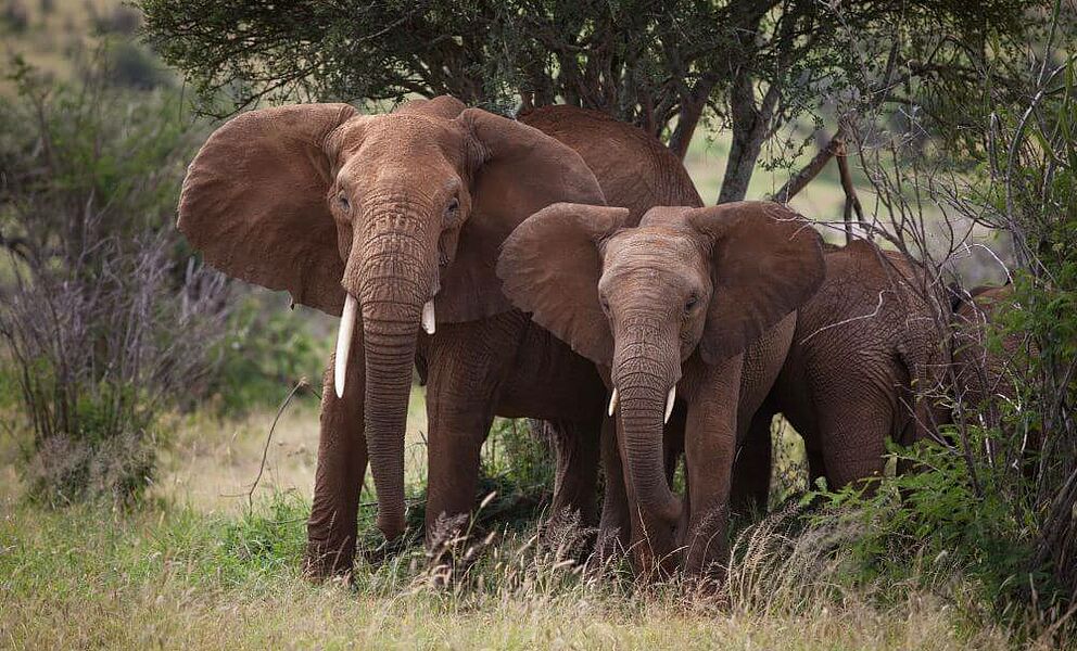Elefanten im Laikipia Conservancy