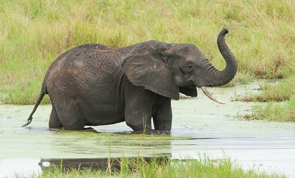 Elefant im Tarangire National Park