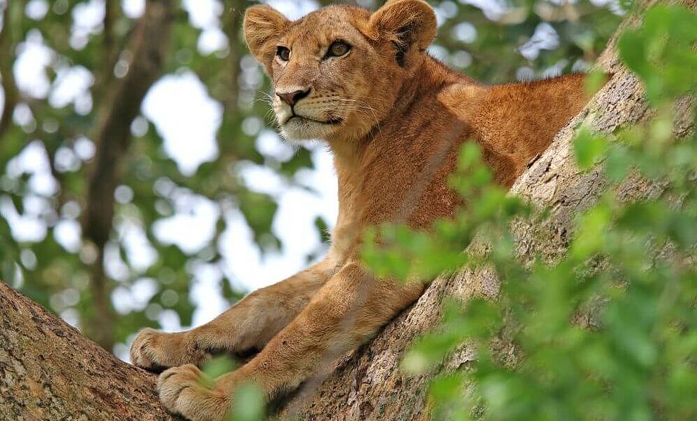 Löwenbaby lernt das Bäume klettern auch schon in frühem Alter