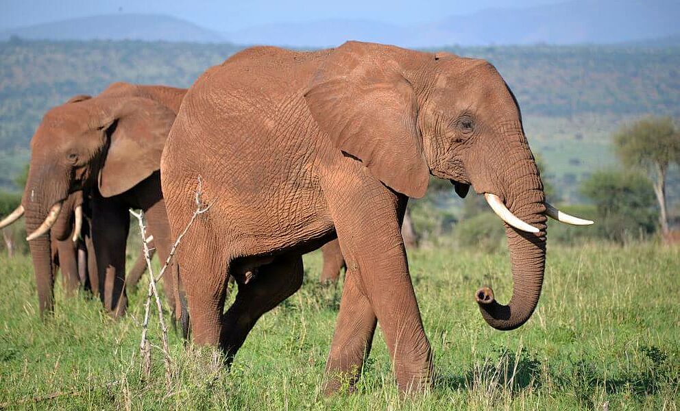 Große Elefantenherden im Tarangire National Park