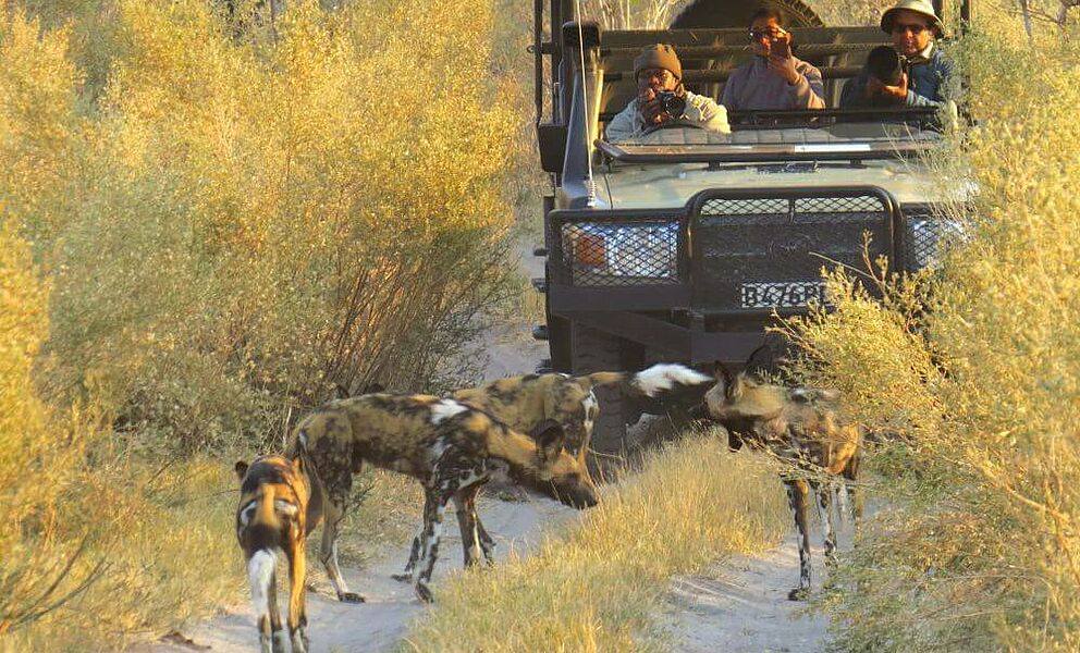 Afrikanische Wildhunde angrenzend zum Moremi Wildreservat