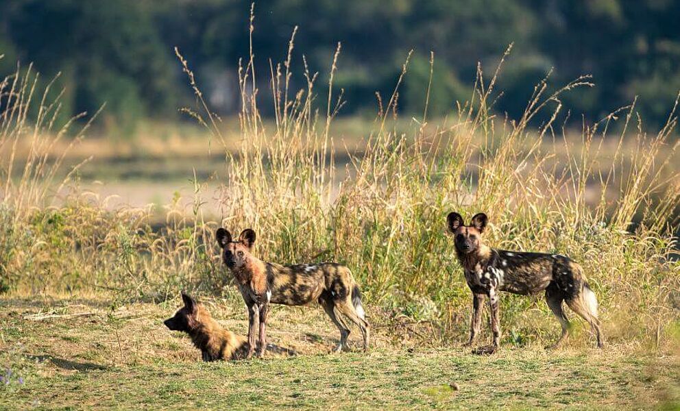 Wilde Hunde im South Luangwa Nationalpark in Sambia