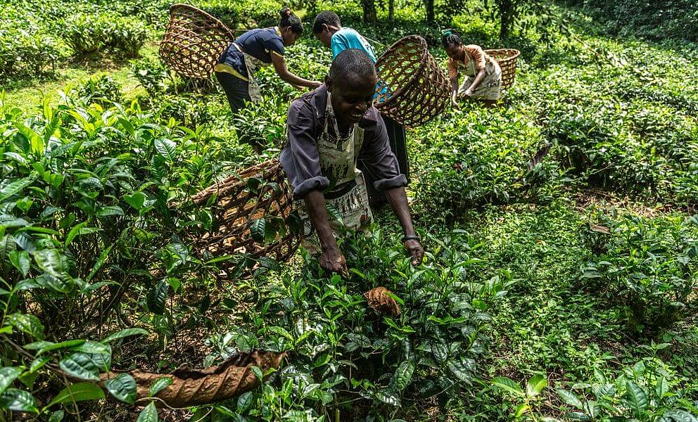 Teeplantagen in Uganda