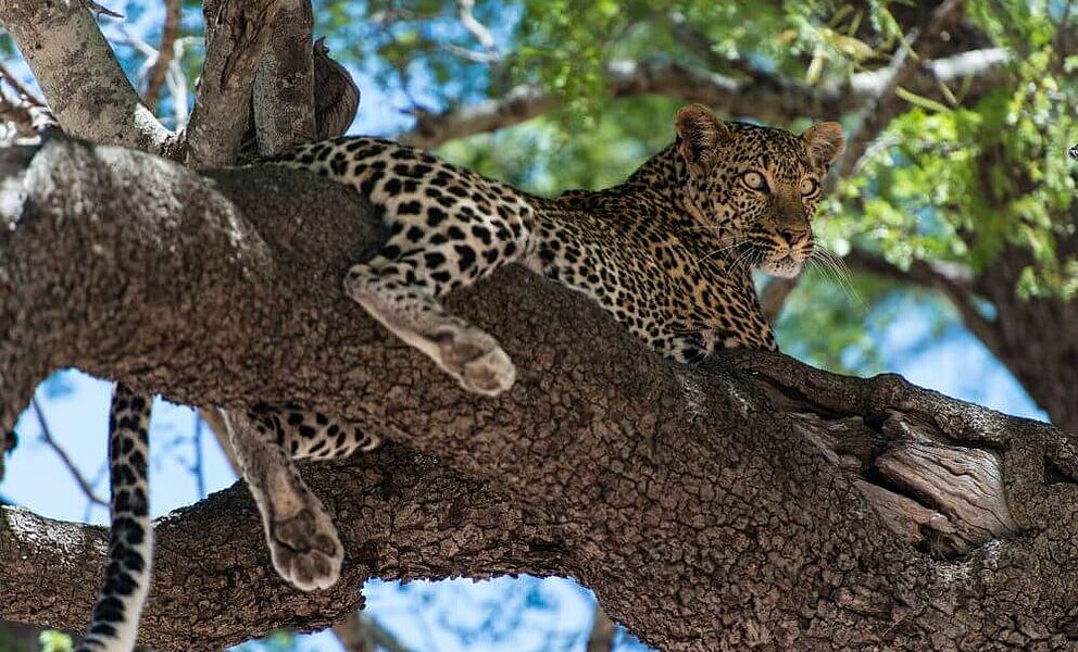 Leopard im Tsavos West Nationalpark