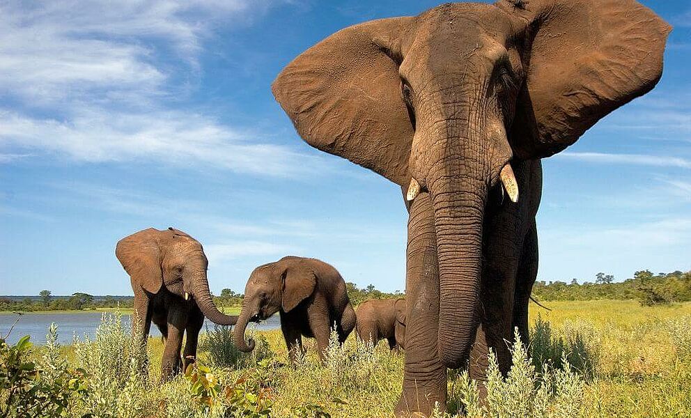 Elefantenbegegnungen im Elephant Camp bei den Viktoria Wasserfällen in Simbabwe