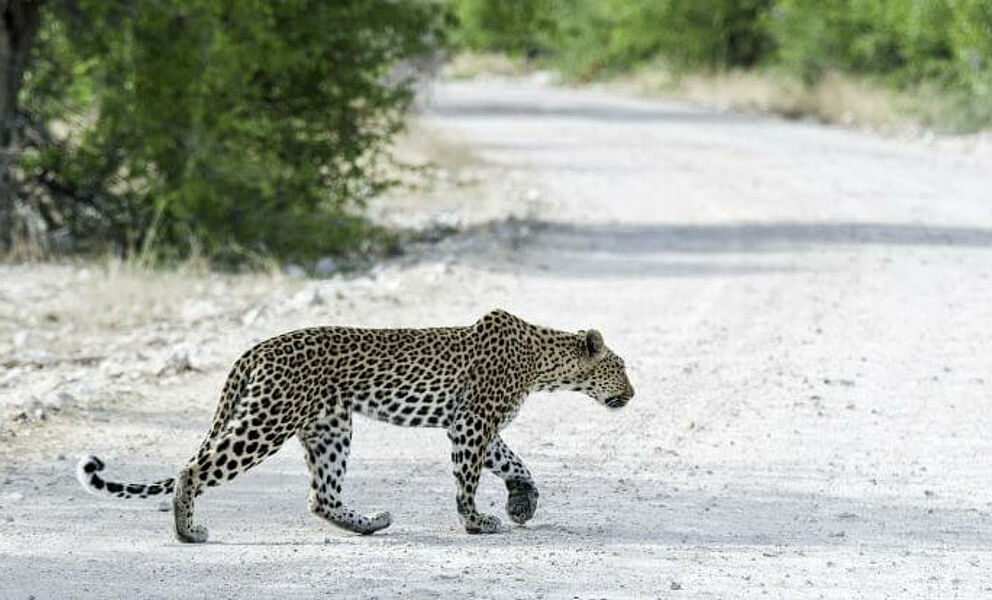 Leopard im Onguma Game Reserve