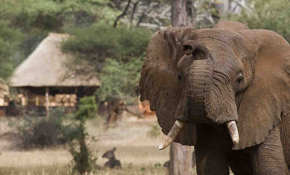Elefantenbesuch im Sanctuary Baines Camp