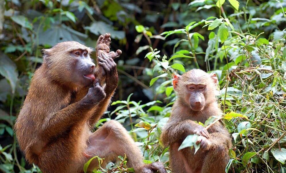 Viele verschiedene Primaten in Uganda