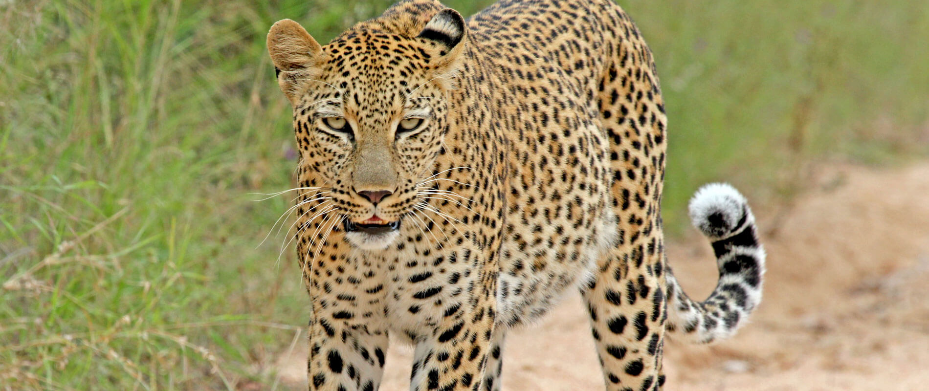 Leopard im Sabi Sands Game Reserve in Südafrika