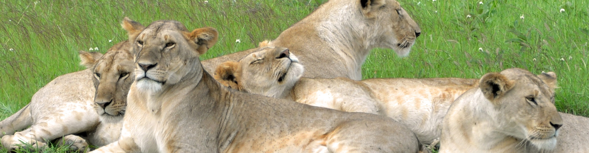 Löwen im Ruaha National Park
