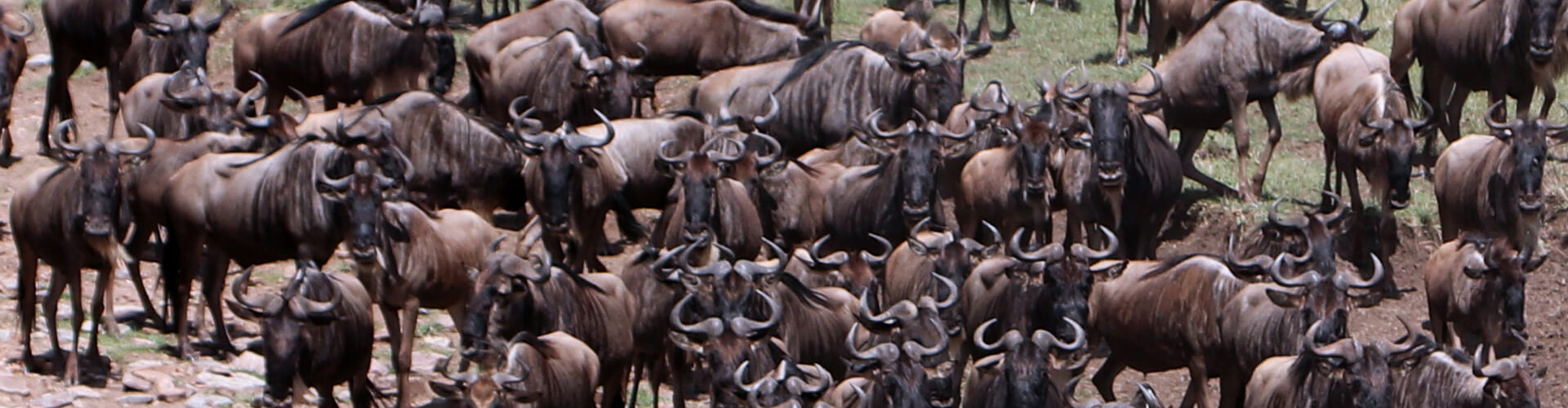 Gnuwanderung Masai Mara