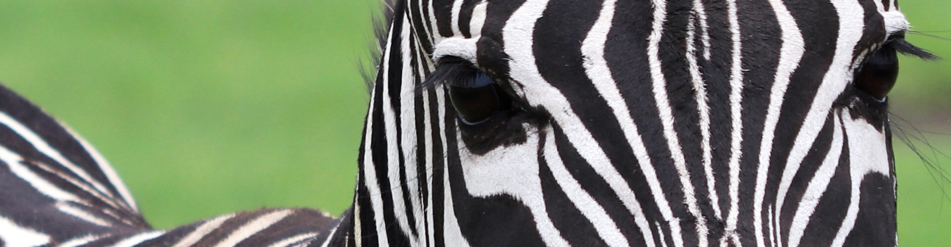 Zebra in der Masai Mara