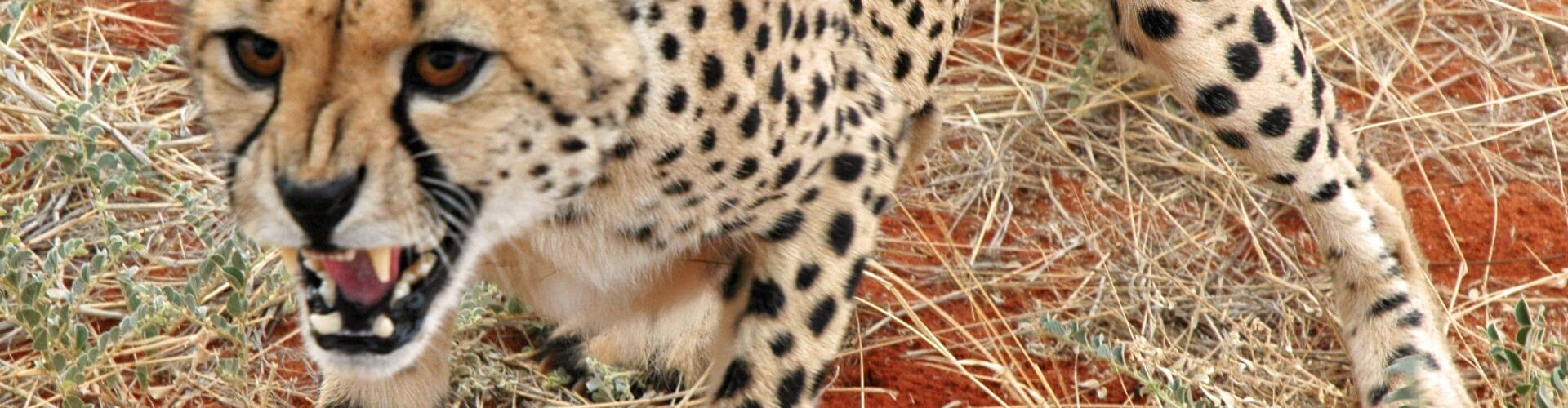 Gepard in der Kalahari 