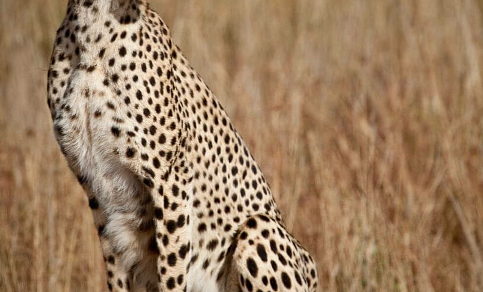 Gepard hält Ausschau in der Masai Mara