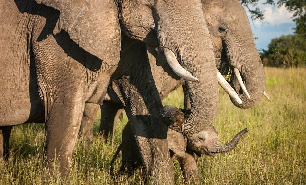 Elefantenherden im South Luangwa Nationalpark