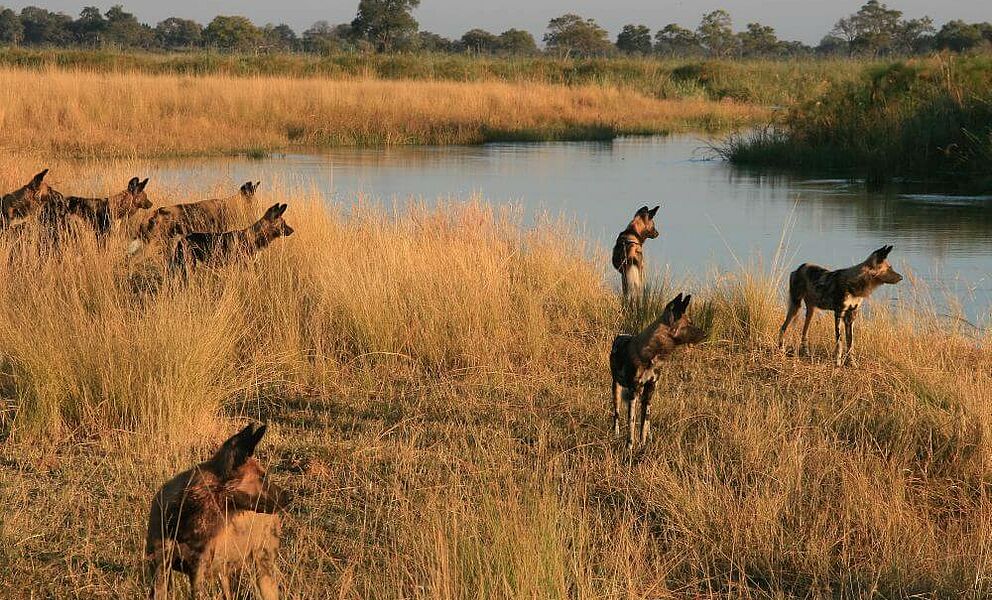 Afrikanische Wildhunde im Kwando Wildschutzgebiet in Botswana