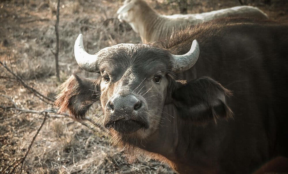 Neugieriger Büffel