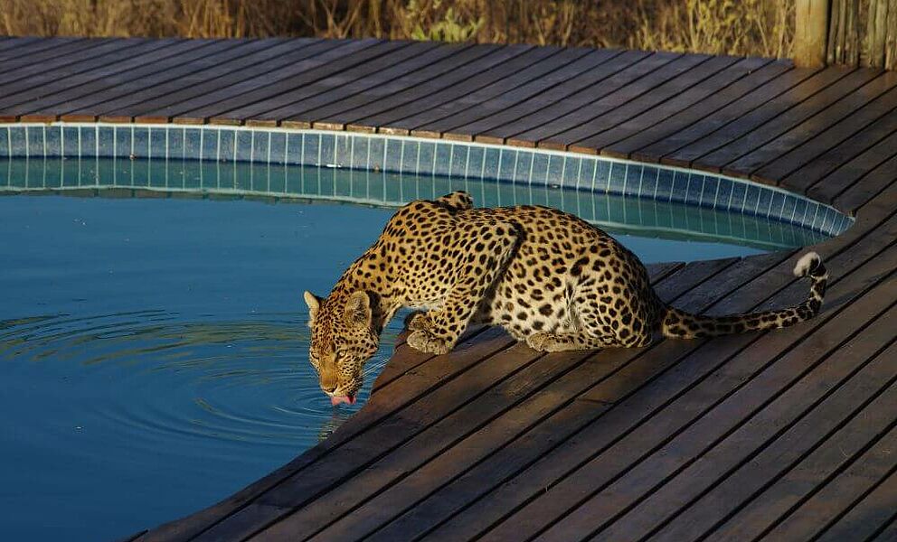 Leopard auf Besuch im Tau Pan Camp