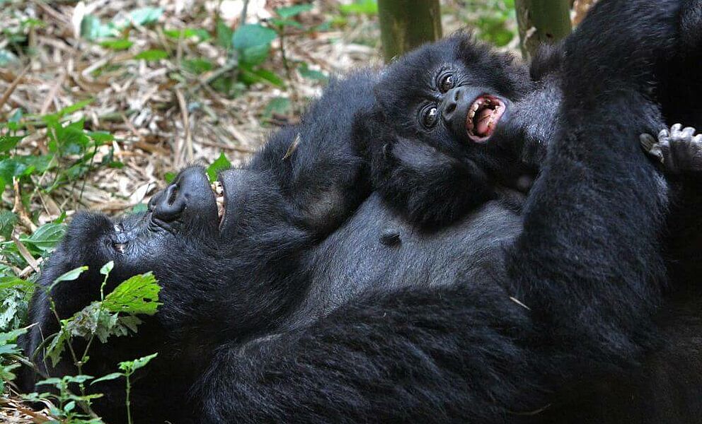 Die Hälfte der Weltpopulation der Berggorillas lebt im Bwindi Nationalpark in Uganda