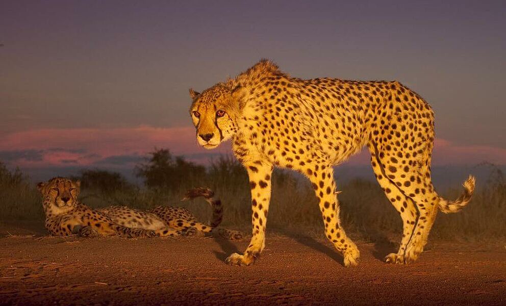 Gepard in der Africat Stiftung