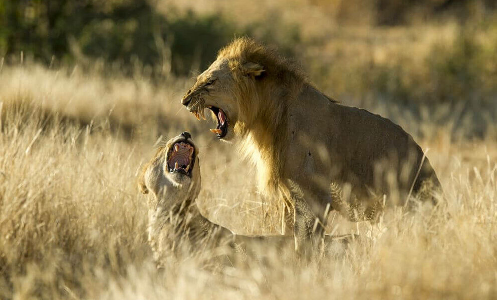 Löwen im Ruaha National Park