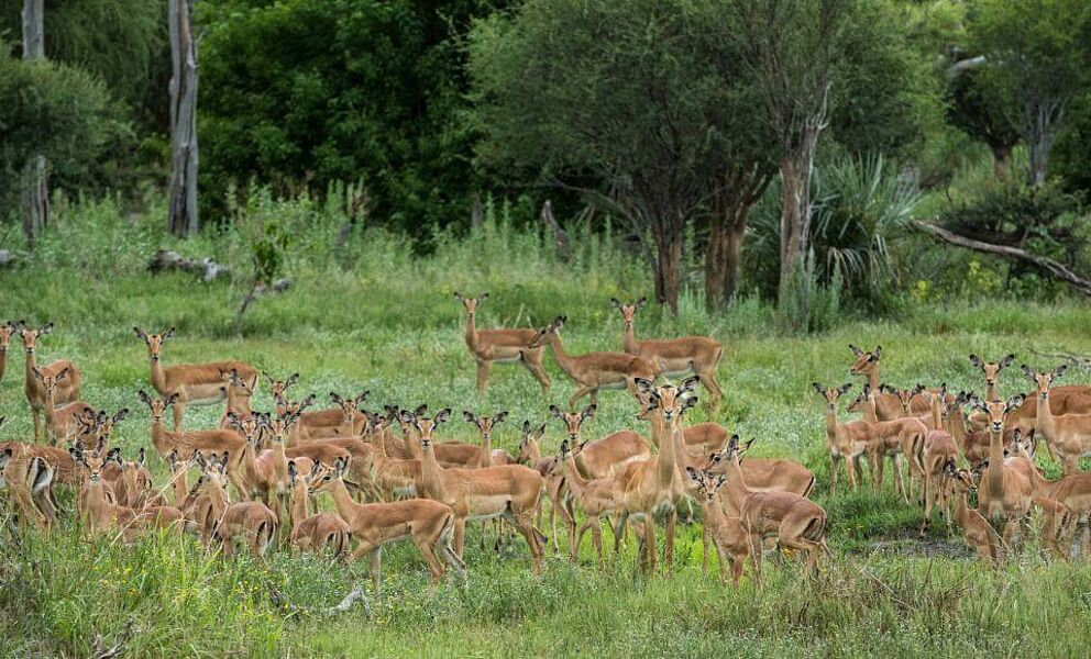 Große Herden Impalas im Okavango Delta