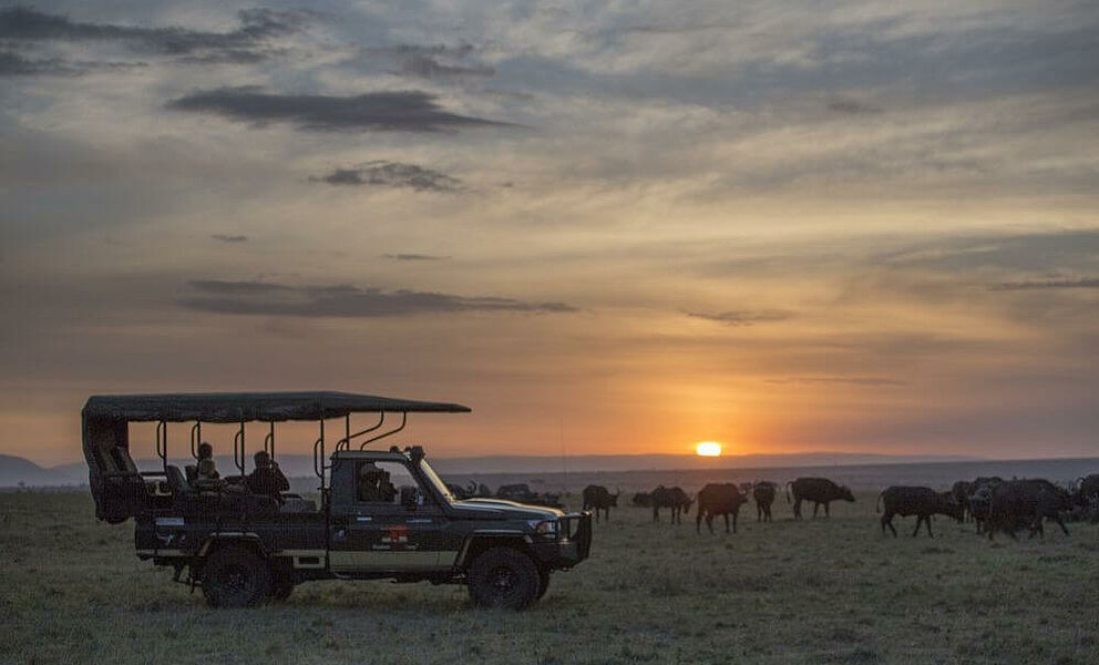 Büffel bei Sonnenuntergang in der Masai Mara