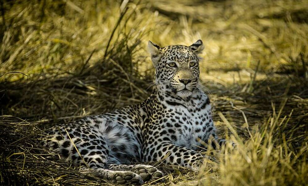 Scheuer Leopard im Busch im Okavango Delta