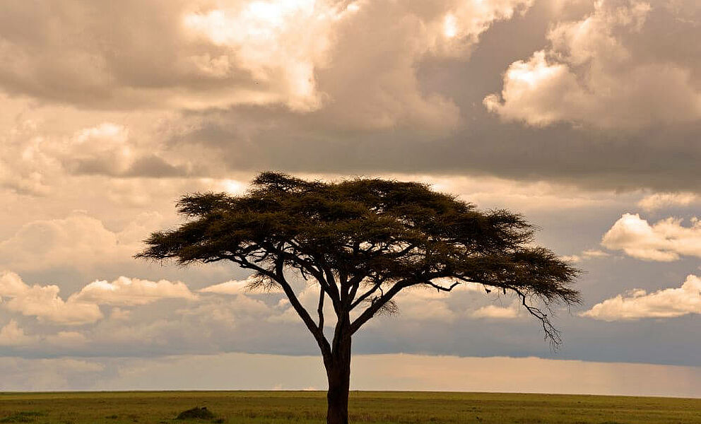 Akazie in der Serengeti