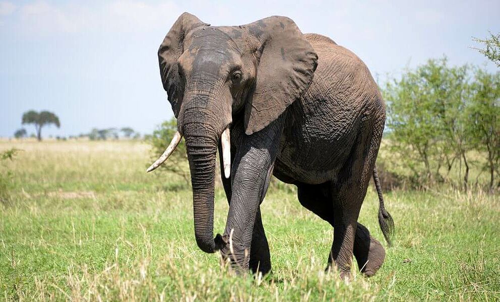 Elefant in der Serengeti in unmittelbarer Nähe zum Grumeti Fluss