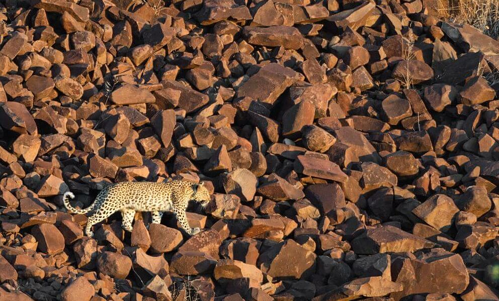 Leopard in den Grootbergen in Namibia