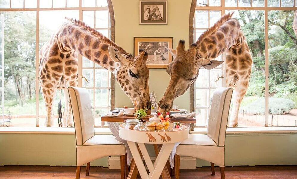 Giraffenfrühstück im Giraffe Manor 