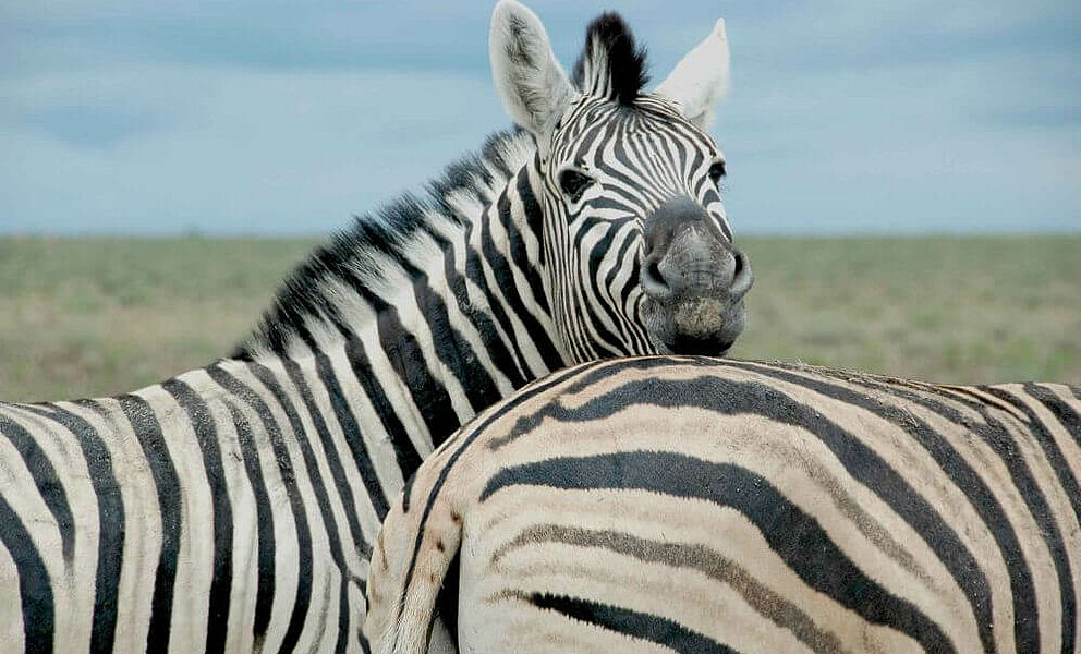 Zebras im Etosha National Park