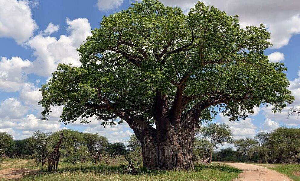 Baobab Baum im Tarangire National Park