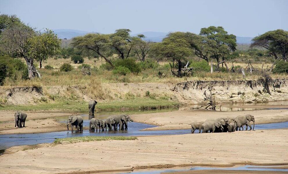 Große Elefantenherden im größten Wildreservat Afrikas 