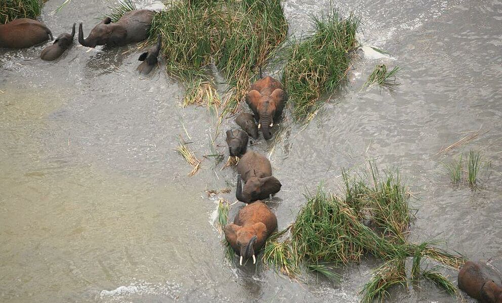 Elefanten im Tsavos West Nationalpark