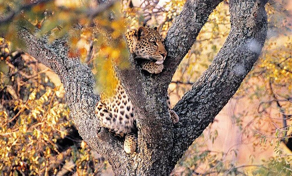 Leopard im Welgevonden Game Reserve