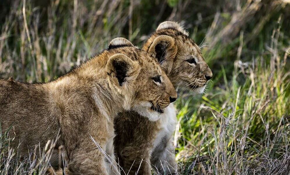 Neugierige Löwenbabys
